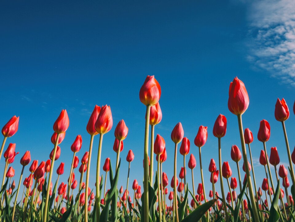Tulips petals leaves