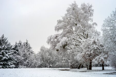 Tree cold landscape photo