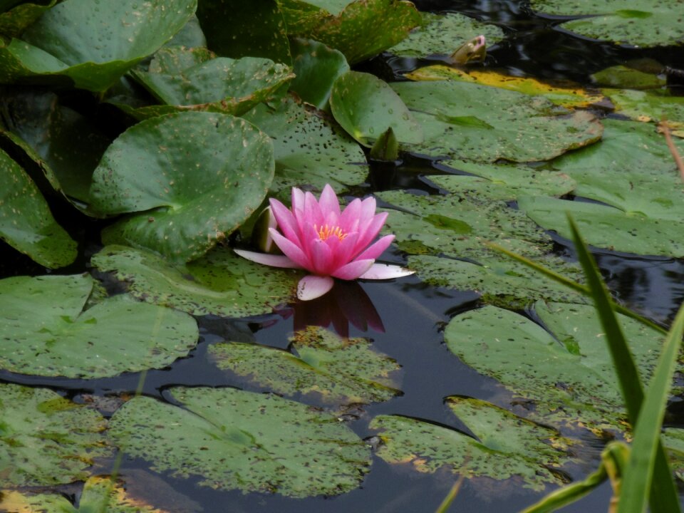 Zen pink flower