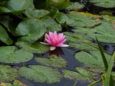 Zen pink flower