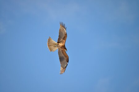 Natural wild animals wings