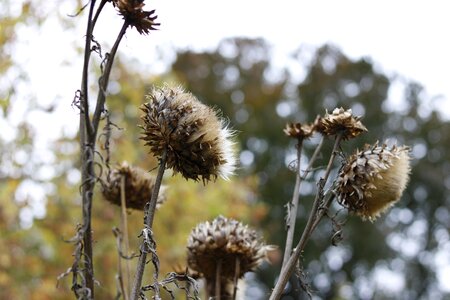 Outdoors spine flower