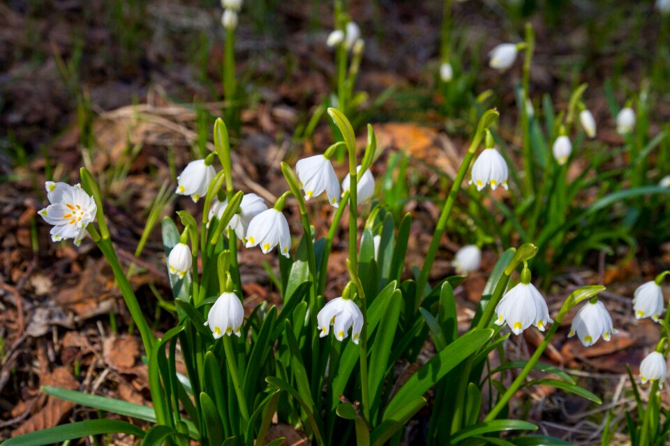 Plant harbinger of spring bloom