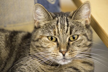 Cat cute eyes