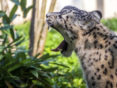 Feline snow leopard yawn photo