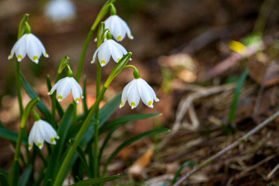 Plant harbinger of spring bloom
