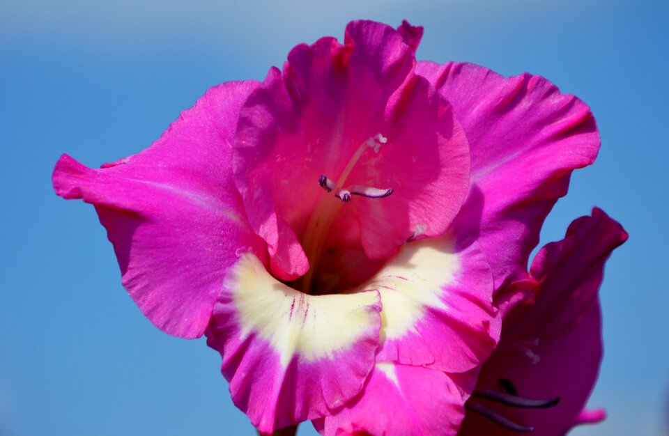 Sword flower blossom bloom