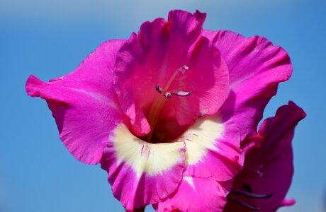 Sword flower blossom bloom