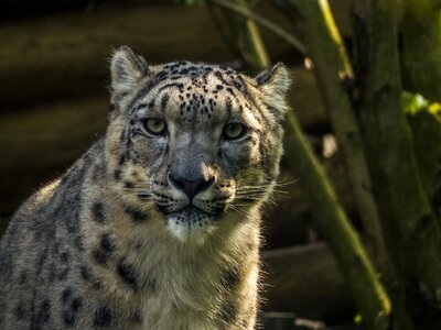 Feline snow leopard look photo