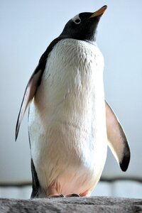 Animal bill penguin