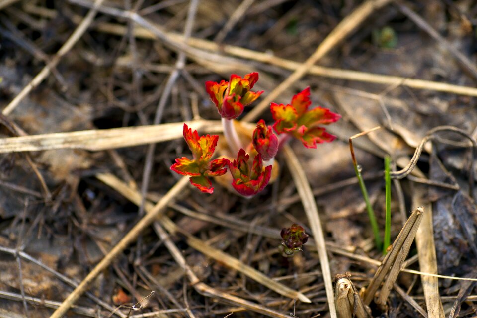 Spring water nature