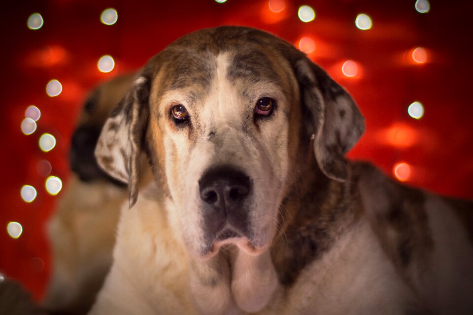 Animal portrait christmas picture animal picture