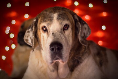 Animal portrait christmas picture animal picture