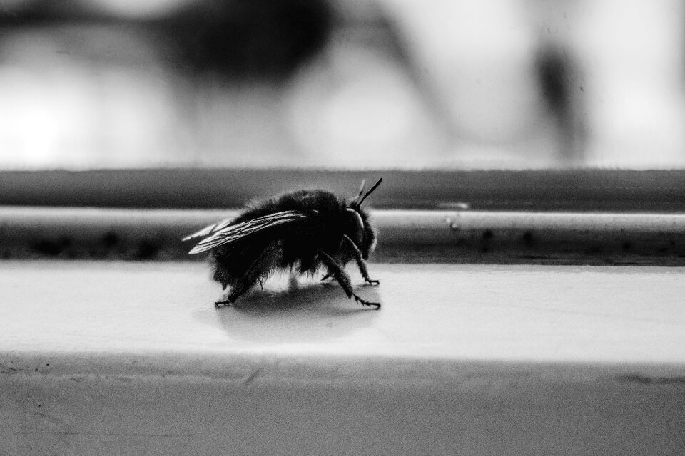 Fly insect animal