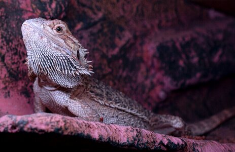 Pogona vitticeps lizard watch photo