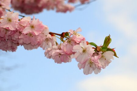 Japanese cherry blossom branches blossom