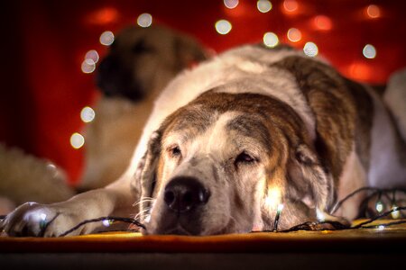 Animal portrait christmas picture animal picture