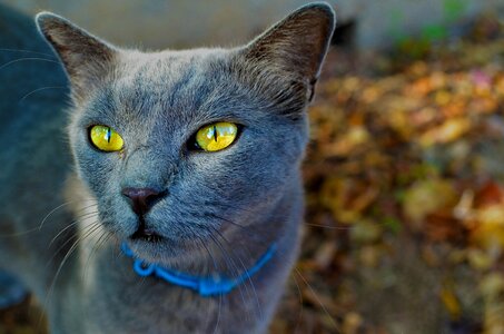 Portrait eye cat photo