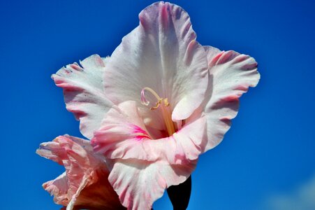 Sword flower blossom bloom