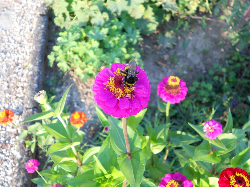 Field garden nature