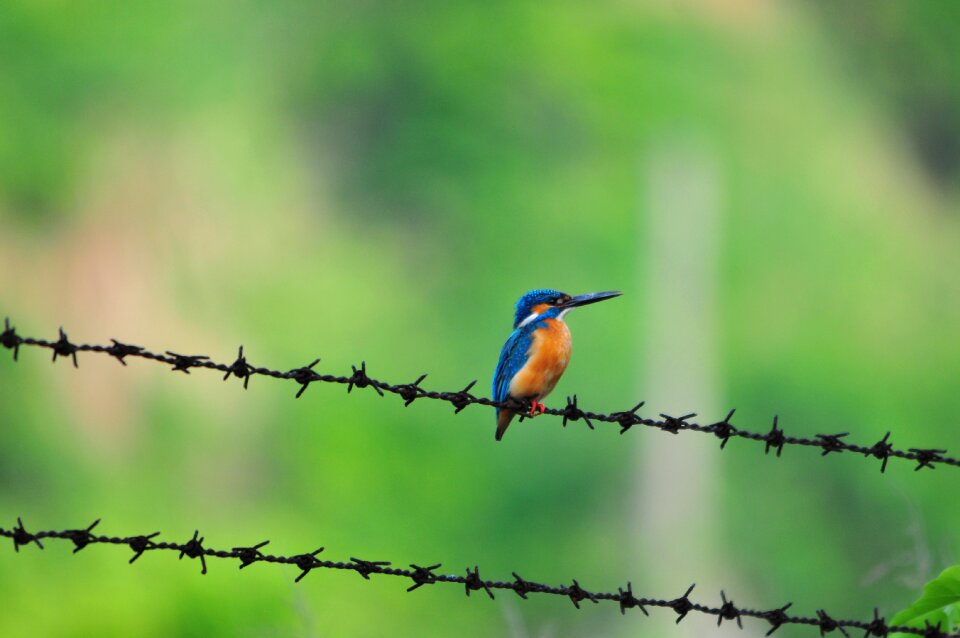 Natural wild animals outdoors