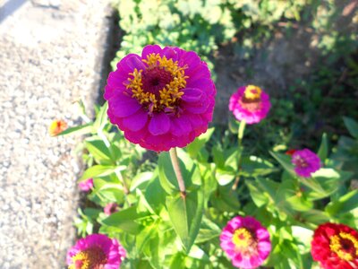 Nature floral violet