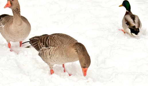 Poultry snow plumage