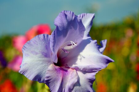 Sword flower blossom bloom