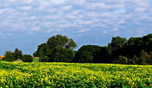 Yellow nature landscape