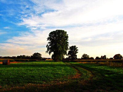 Lane summer meadow