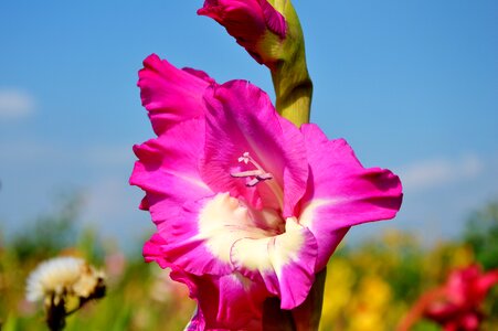 Sword flower blossom bloom photo