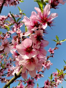 Tree almond blossom nature