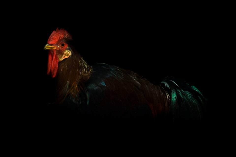 Portrait animal dark