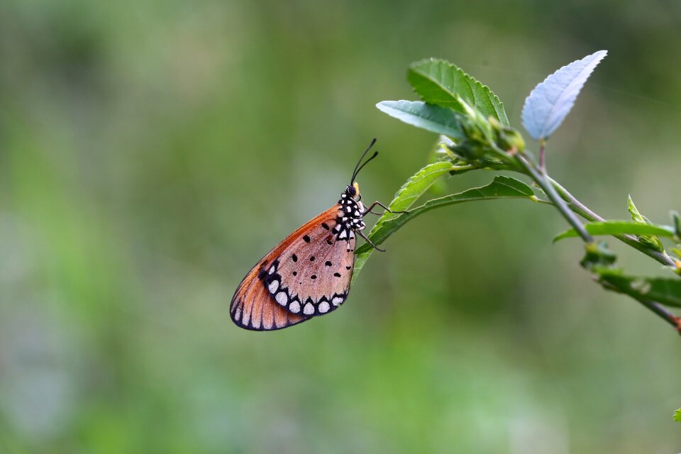 Outdoors summer green butterfly