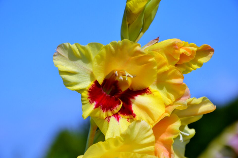 Sword flower blossom bloom