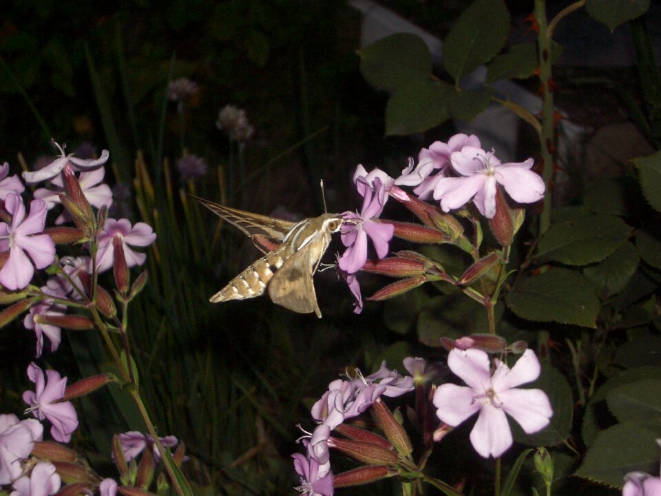 Moth flowers mountain