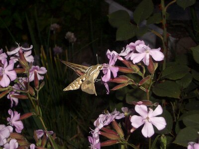 Moth flowers mountain