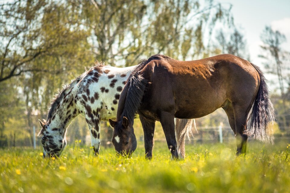 Animal white horse brown horse