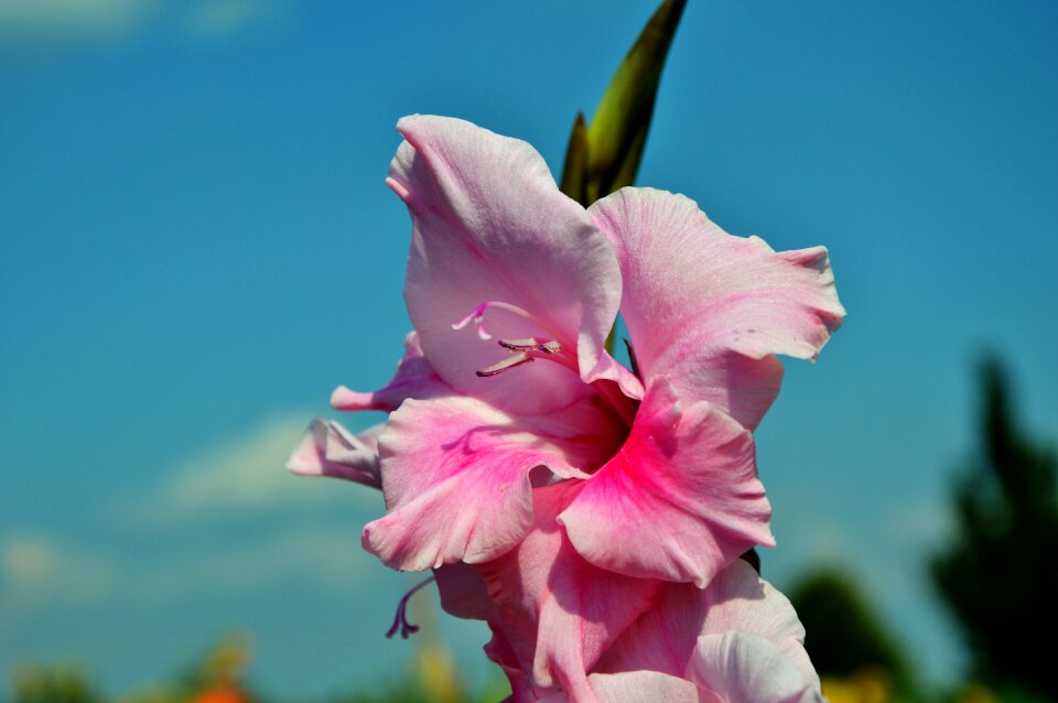 Sword flower blossom bloom