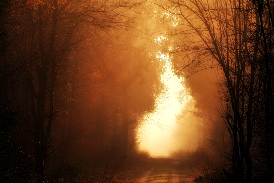 Nature forest away