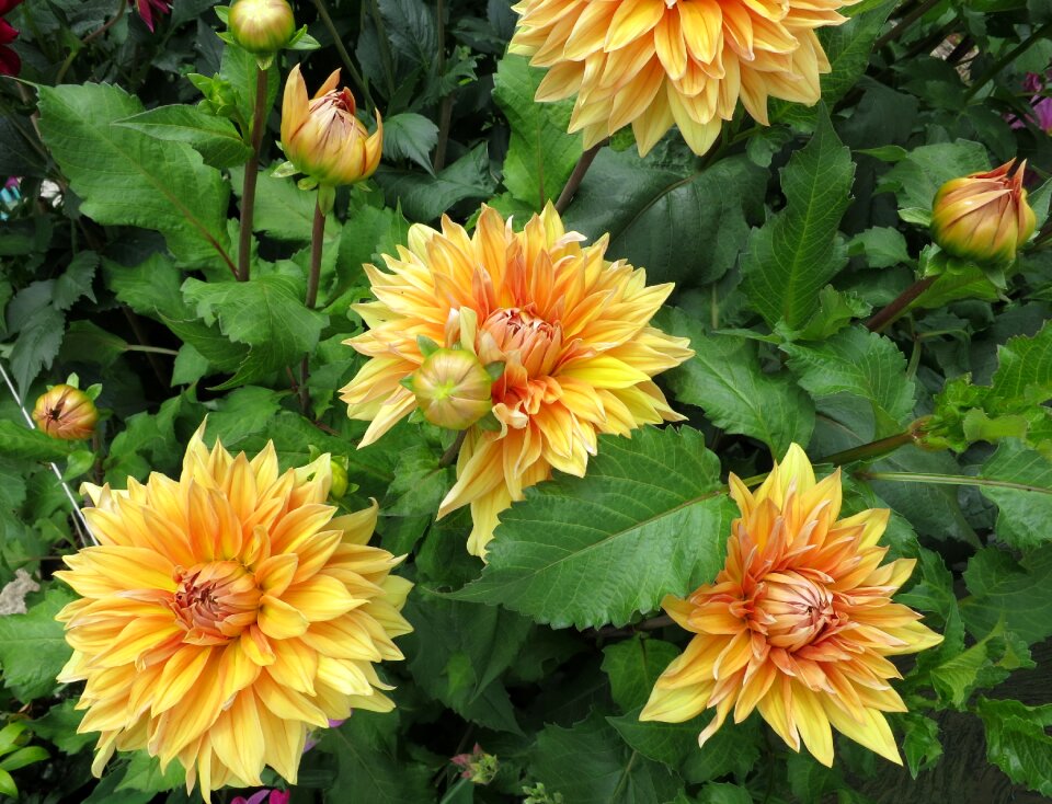 Yellow bush flowers