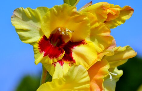 Sword flower blossom bloom