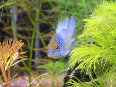 Apistogramma of ramirezi electric blue aquarium cichlid