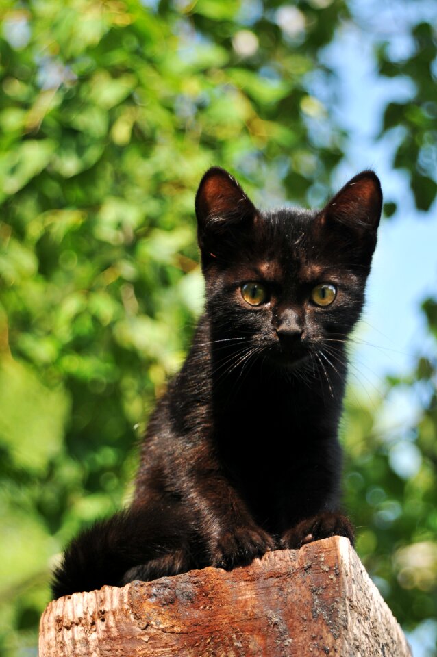 Cat outdoors kitten