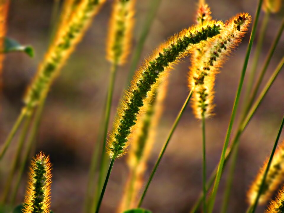 The sun glow nature