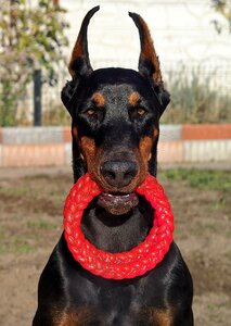 Dog pink circles beauty