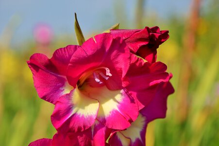 Sword flower blossom bloom