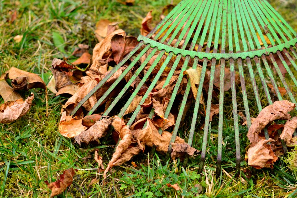 Autumn fall foliage garden