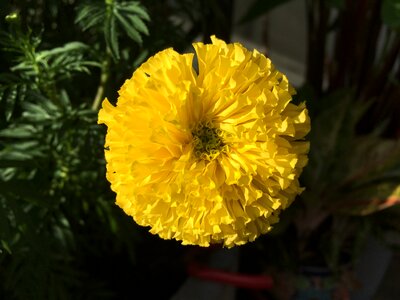 Flowers yellow flower