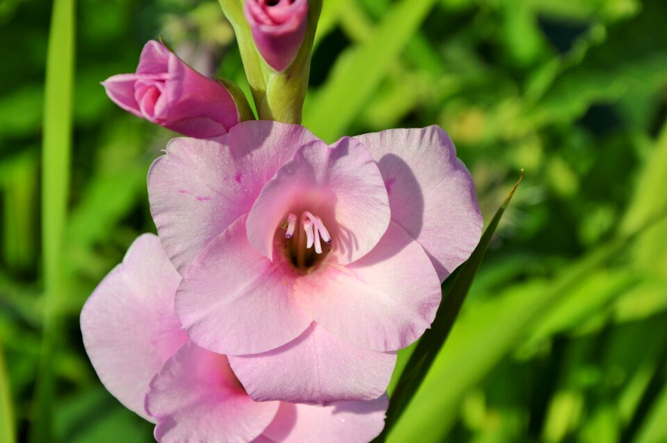 Sword flower blossom bloom